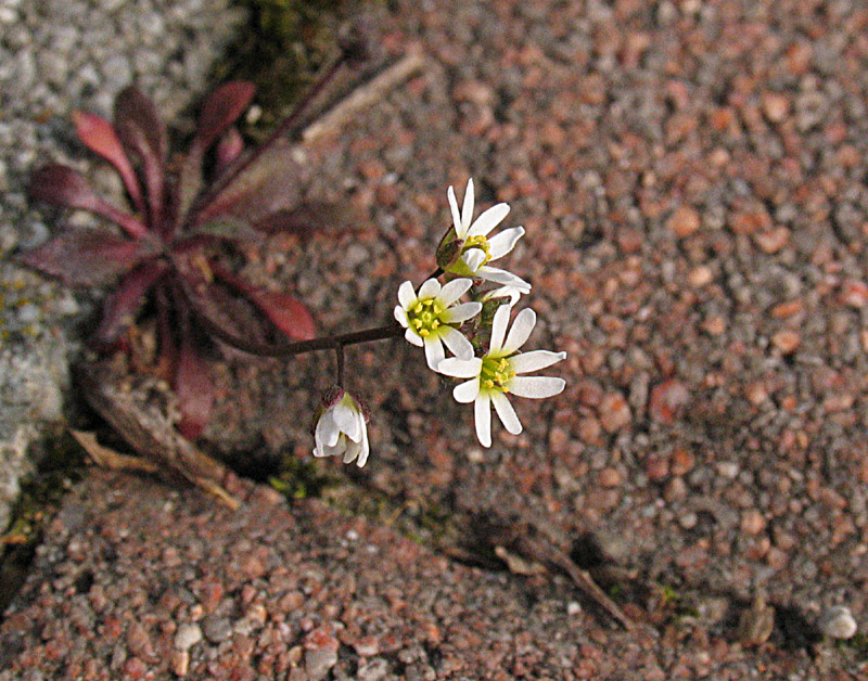 Erophila verna (L.) Chevall. (c) subsp. praecox (Steven) P.